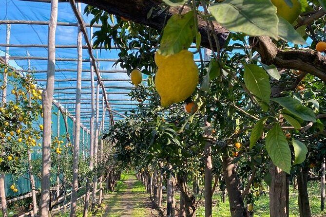 Guided tour of a historic lemon grove in Sorrento - FAQs