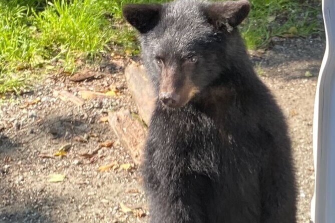 Guided Tour of Ketchikans Top Attractions - A Closer Look at the Tour Itinerary