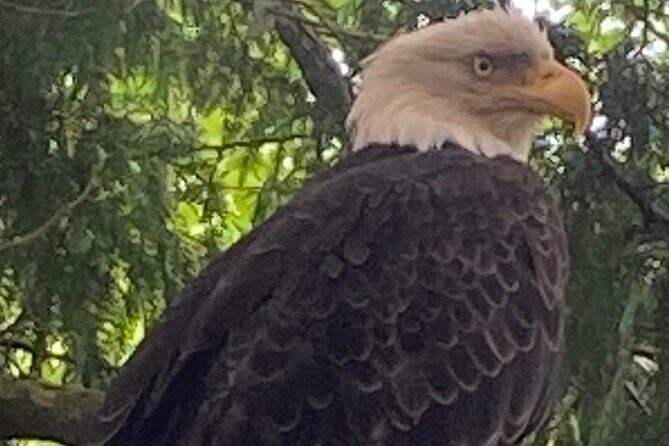 Guided Tour of Ketchikans Top Attractions - What Could Be Improved?