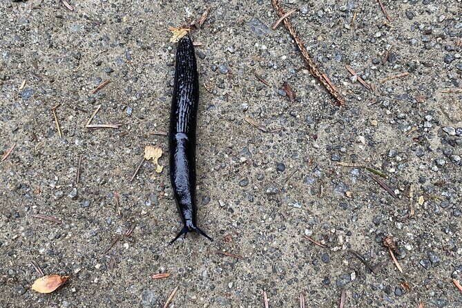 Guided Tour of Ketchikans Top Attractions - FAQ