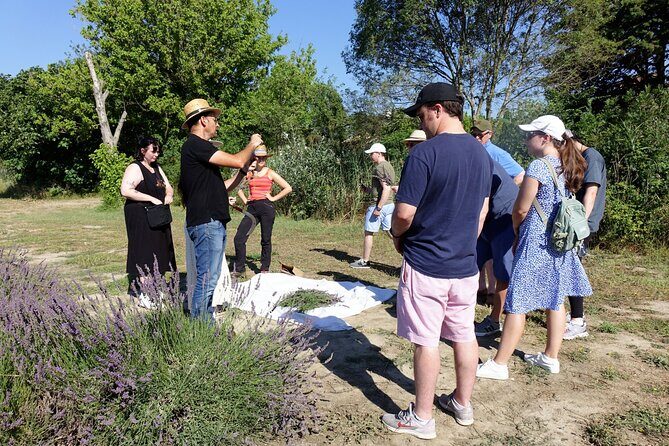 Guided tour of Lavender Distillery between Provence & Camargue - The Sum Up