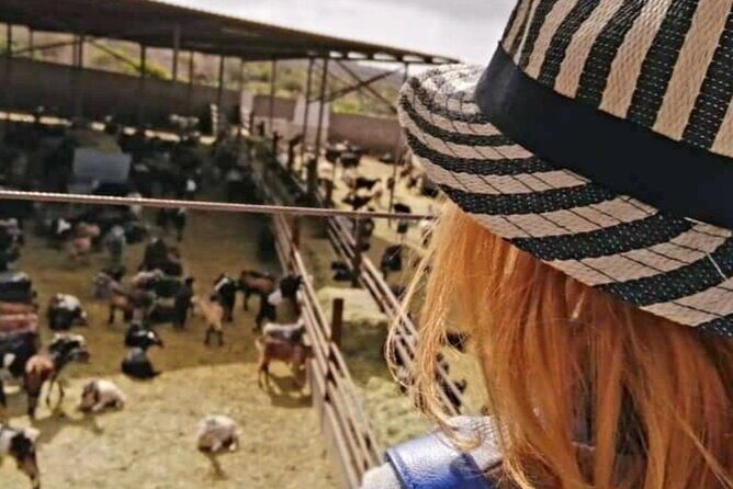 Guided Tour of Montesdeoca Cheese Factory with Cheese Tasting - Key Points