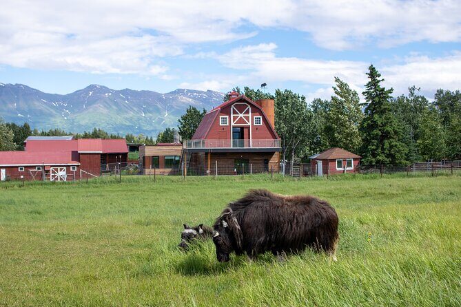 Guided Tour of Musk Ox Farm & Scenic Drive from Anchorage - The Downsides