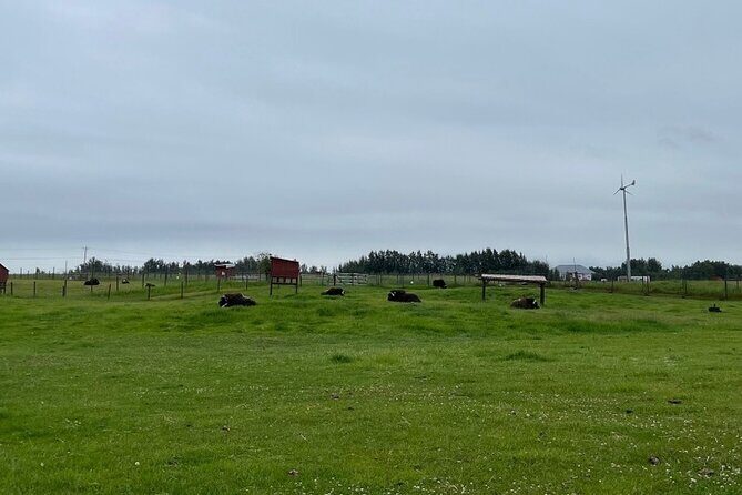Guided Tour of Musk Ox Farm & Scenic Drive from Anchorage - FAQ about the Musk Ox Farm & Scenic Drive Tour