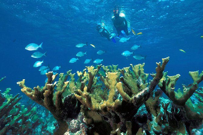 Guided Tour of Puerto Morelos Reefs with Snorkeling Experience - Who Should Consider This Tour