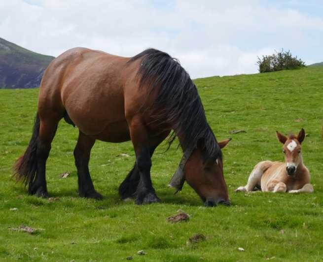 Guided tour of the 5 most beautiful towns in Basque Country - Key Points