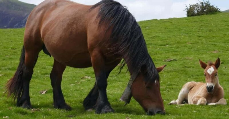 Guided tour of the 5 most beautiful towns in Basque Country - An Overview of the Day’s Journey