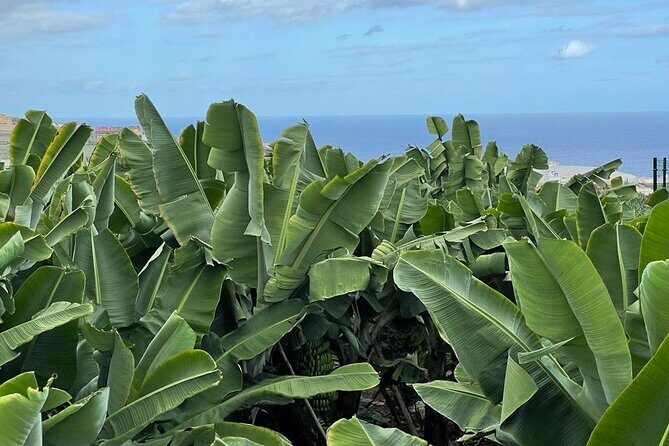 Guided tour of the Banana World - An honest look at what to expect