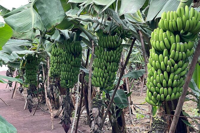Guided tour of the Banana World - FAQs about the Banana World tour