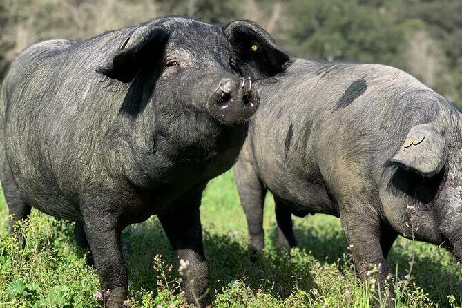 Guided Tour of the Genal Valley - FAQ