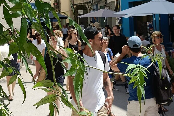 Guided tour of the Historic Center of Avignon - What You Can Expect from the Tour