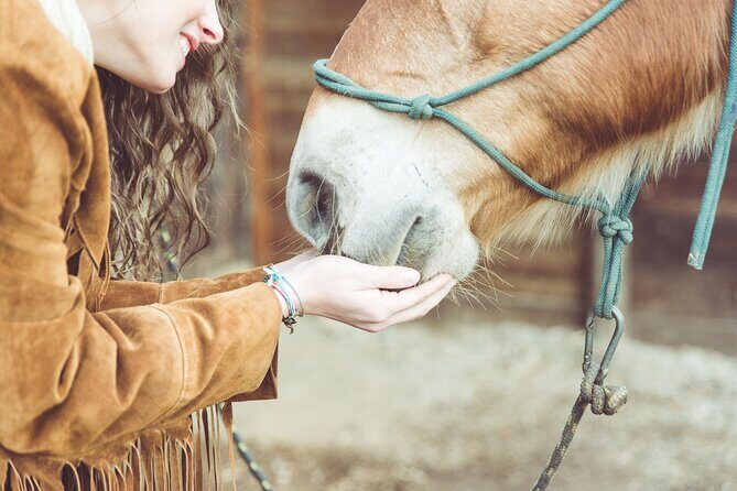 Guided tour of the stables of El Ranchito in Malaga - FAQ