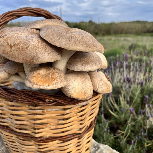 GUIDED TOUR + TASTE IN A MUSHROOM FARM - The Reviews: What Travelers Say