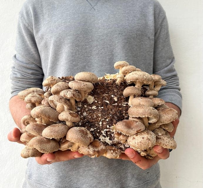 GUIDED TOUR + TASTE IN A MUSHROOM FARM - Practical Considerations