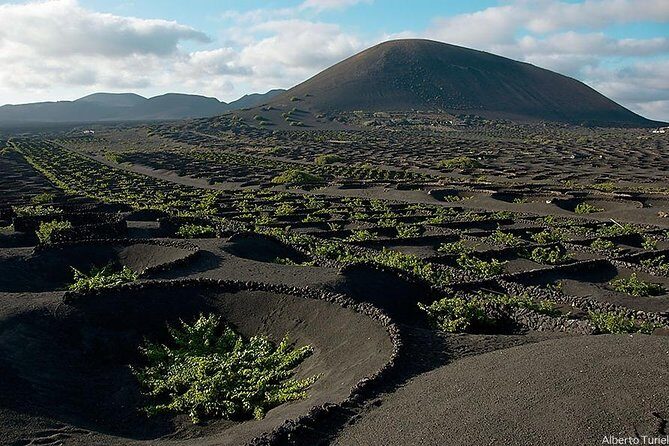 Guided tour: Timanfaya National Park and La Geria with pick-up - A Practical Look at the Timanfaya National Park and La Geria Tour