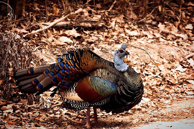 Guided Tour to Calakmul and Jungle Trail | From Bacalar. - Practical Details and Value