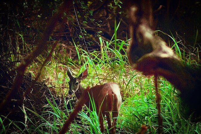 Guided Tour to Calakmul and Jungle Trail | From Bacalar. - The Long Day, But Worth It