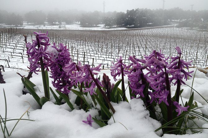 Guided tour with tasting - Key Points