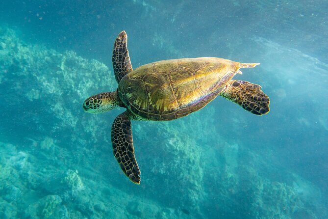Guided Turtle Town Snorkeling Tour with Underwater Photos - Who Should Book This Tour?