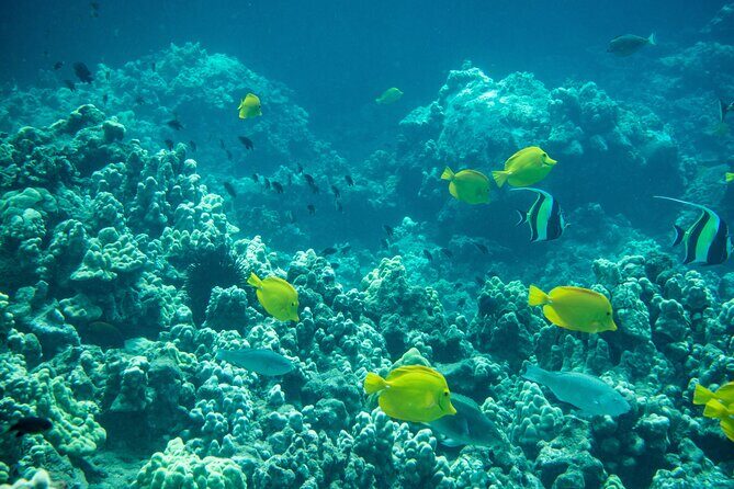 Guided Turtle Town Snorkeling Tour with Underwater Photos - The Realities of the Tour