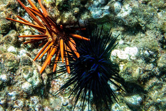 Guided Turtle Town Snorkeling Tour with Underwater Photos - Final Thoughts