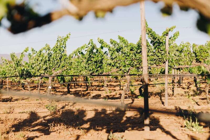 Guided Vineyard Tour with Wine Tasting at Rondo del Valle - FAQs