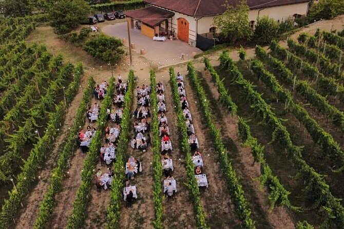 Guided Walk and Lunch in the Vineyard in Alba - The Itinerary: What You Can Expect