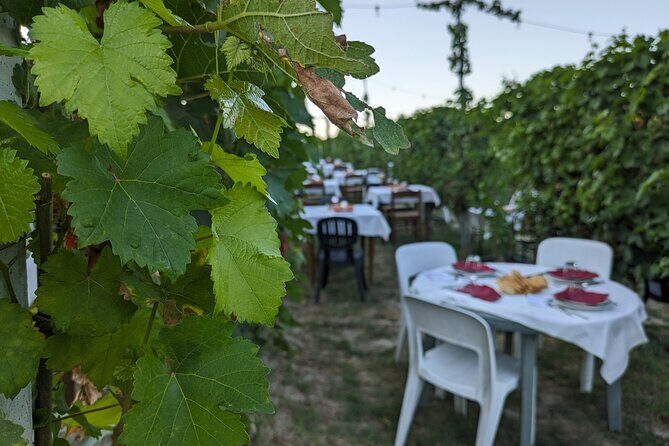 Guided Walk and Lunch in the Vineyard in Alba - The Sum Up: Who Is This Tour Best For?