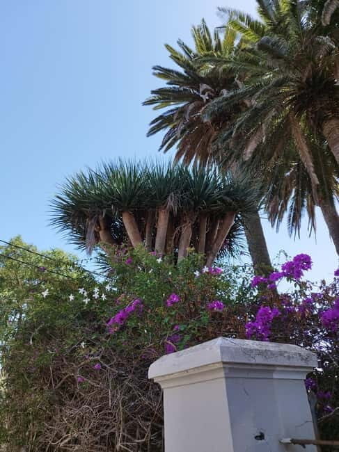 Guided walking tour in La Orotava 1:30 min, Tenerife - A Deep Dive into the La Orotava Tour