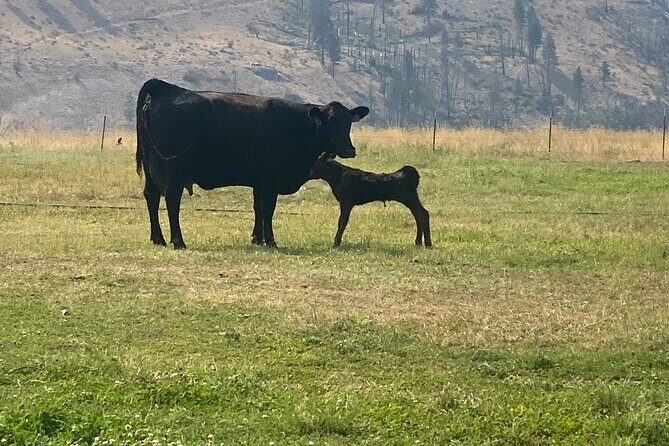 Guided Walking Tour of Methow Meadows and Meet the Animals - What to Expect from the Methow Meadows Tour