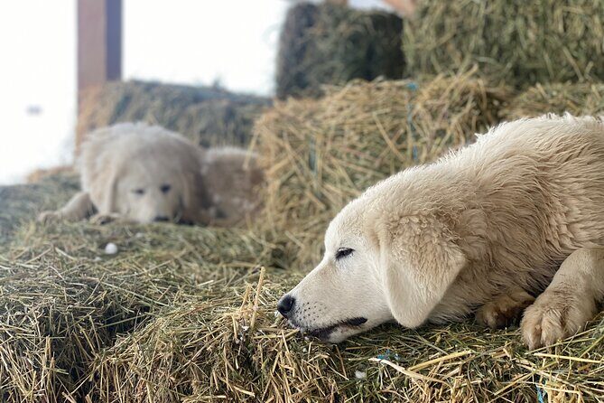 Guided Walking Tour of Methow Meadows and Meet the Animals - Pricing and Value