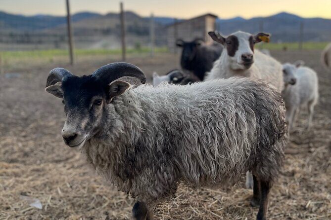 Guided Walking Tour of Methow Meadows and Meet the Animals - Practical Details