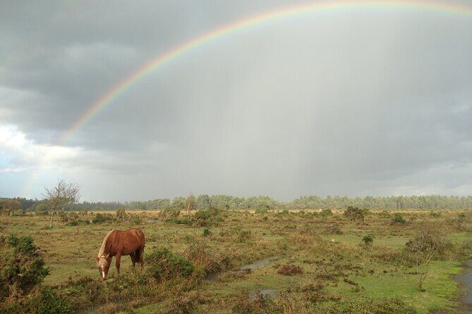 Guided Walking Tour of New Forest National Park in Hampshire - The Value for Money