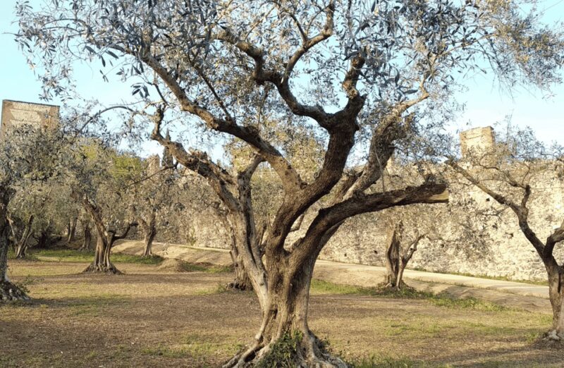 Guided Walking Tour on Verona Hillside - Practical Details and Value