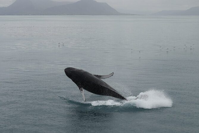 Guided Whale Watching Experience from Reykjavik - What the Reviews Reveal