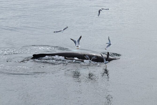 Guided Whale Watching Experience from Reykjavik - Pricing and Value
