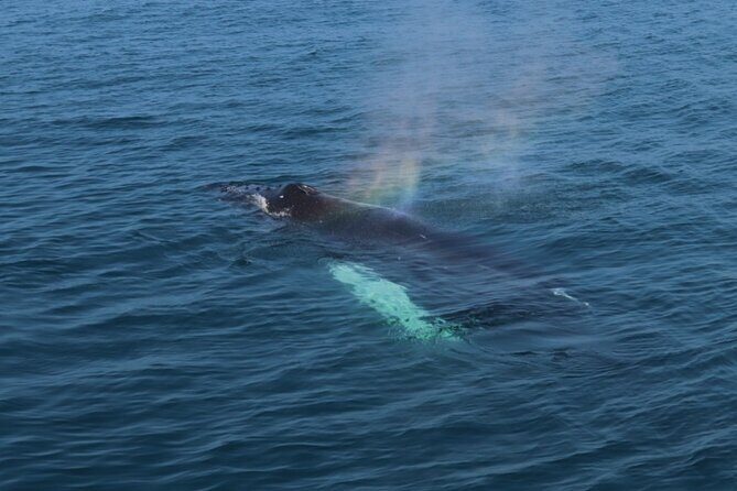 Guided Whale Watching Experience from Reykjavik - Who Should Consider This Tour?
