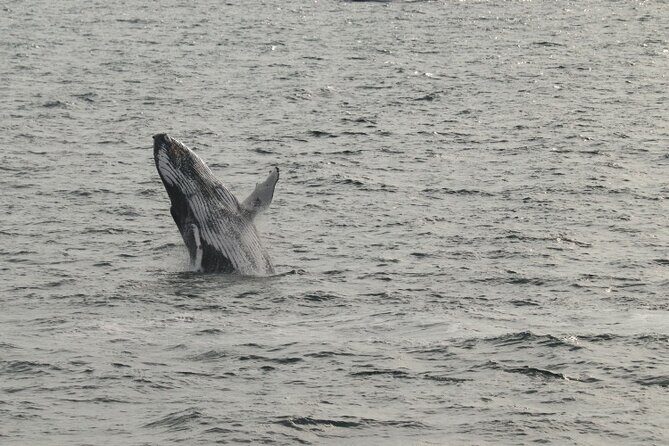 Guided Whale Watching Experience from Reykjavik - Final Thoughts