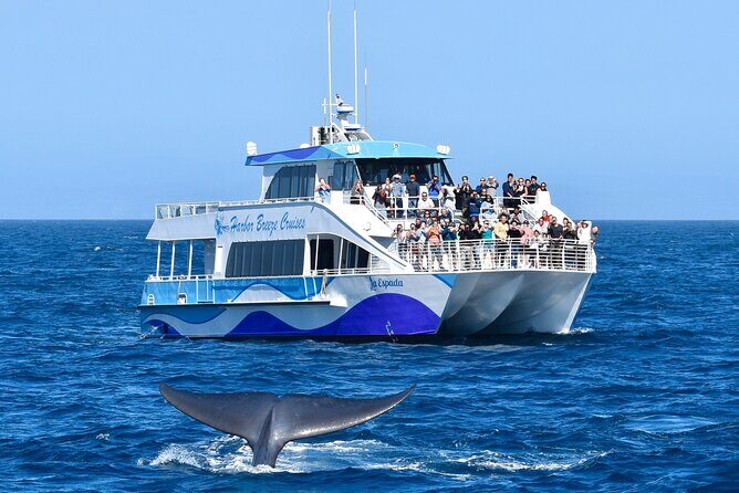Guided Whale Watching Tour from Long Beach - The Itinerary: What to Expect Step-by-Step