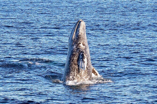 Guided Whale Watching Tour from Long Beach - The Cost & Value
