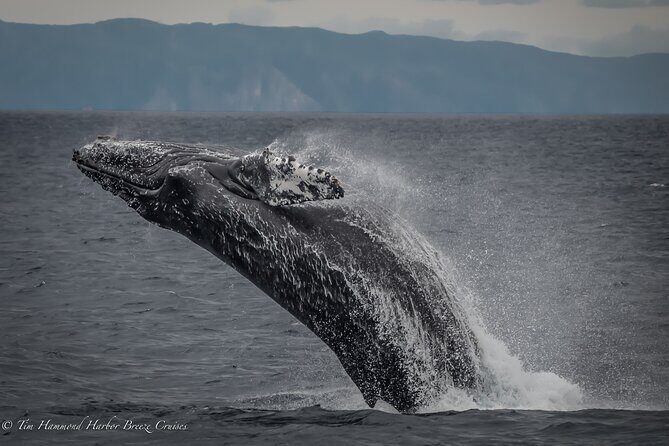 Guided Whale Watching Tour from Long Beach - Who Should Consider This Tour?