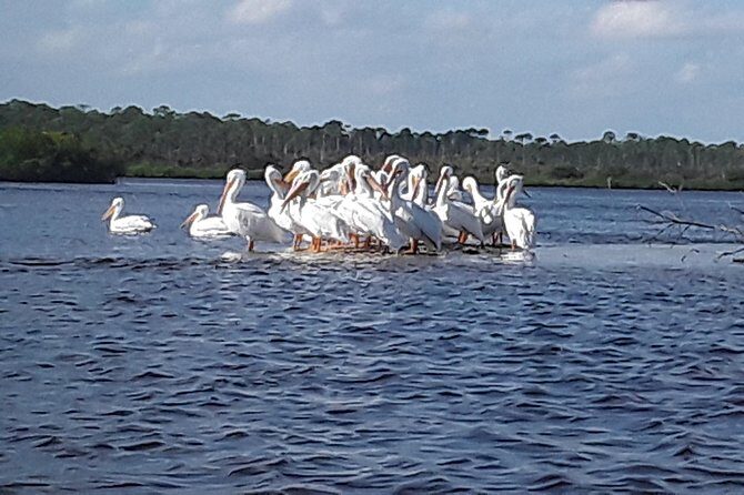Guided Wildlife Eco Kayak Tour in New Smyrna Beach - In-Depth Look at the Experience