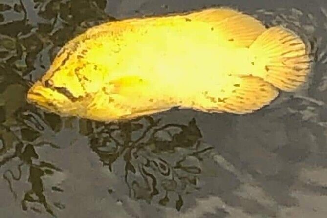 Guided Wildlife Eco Kayak Tour in New Smyrna Beach - FAQ