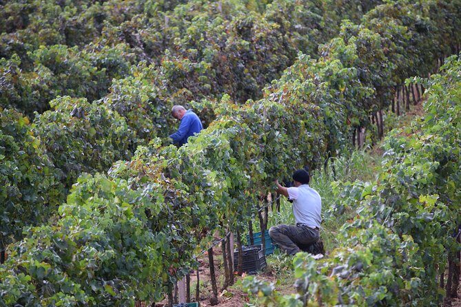 Guided Wine and Olive oil tasting - The Experience in Detail