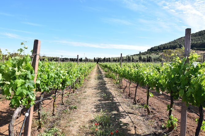 Guided Wine and Olive oil tasting - The Sum Up