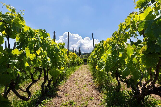 Guided Wine Tasting Experience in a Roman Vineyard - Key Points