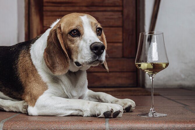 Guided winery tour with tasting in Bolzano at the SKYWINE PAVILLON - The Real-Life Take from Visitors