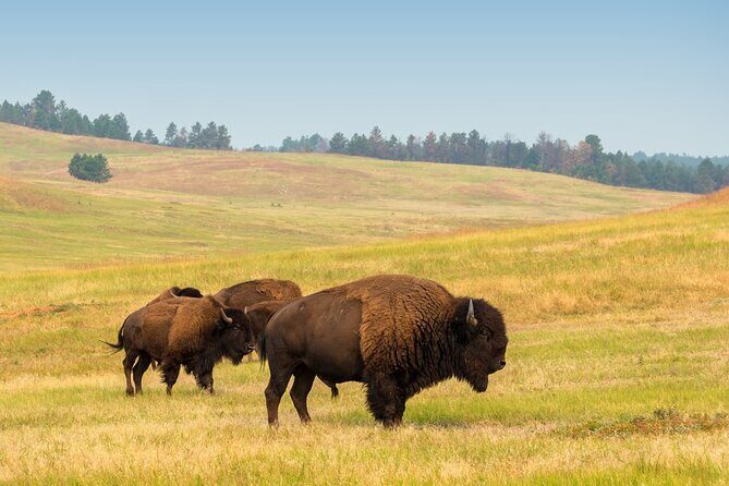Guided Yellowstone Wildlife Tour - The Hayden Valley Stop