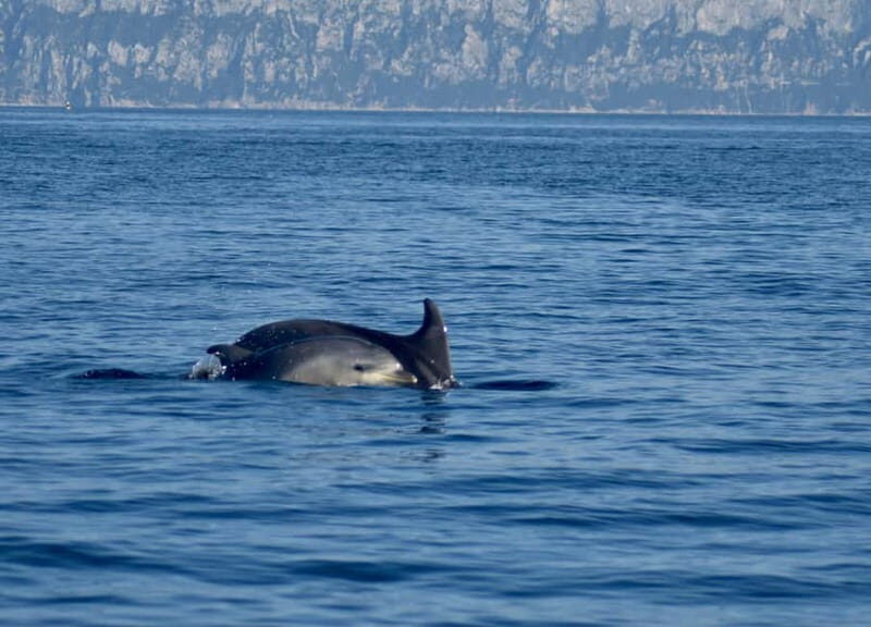 Gulf of Olbia: Dolphin watching by dinghy - Key Points