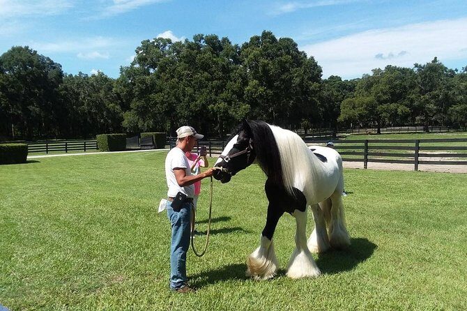 Gypsy Gold Horse Farm Tour - Pricing and Value